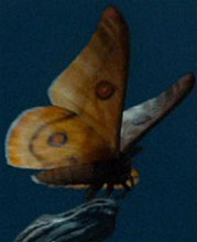 The Moth (01)