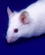 Mice (2)